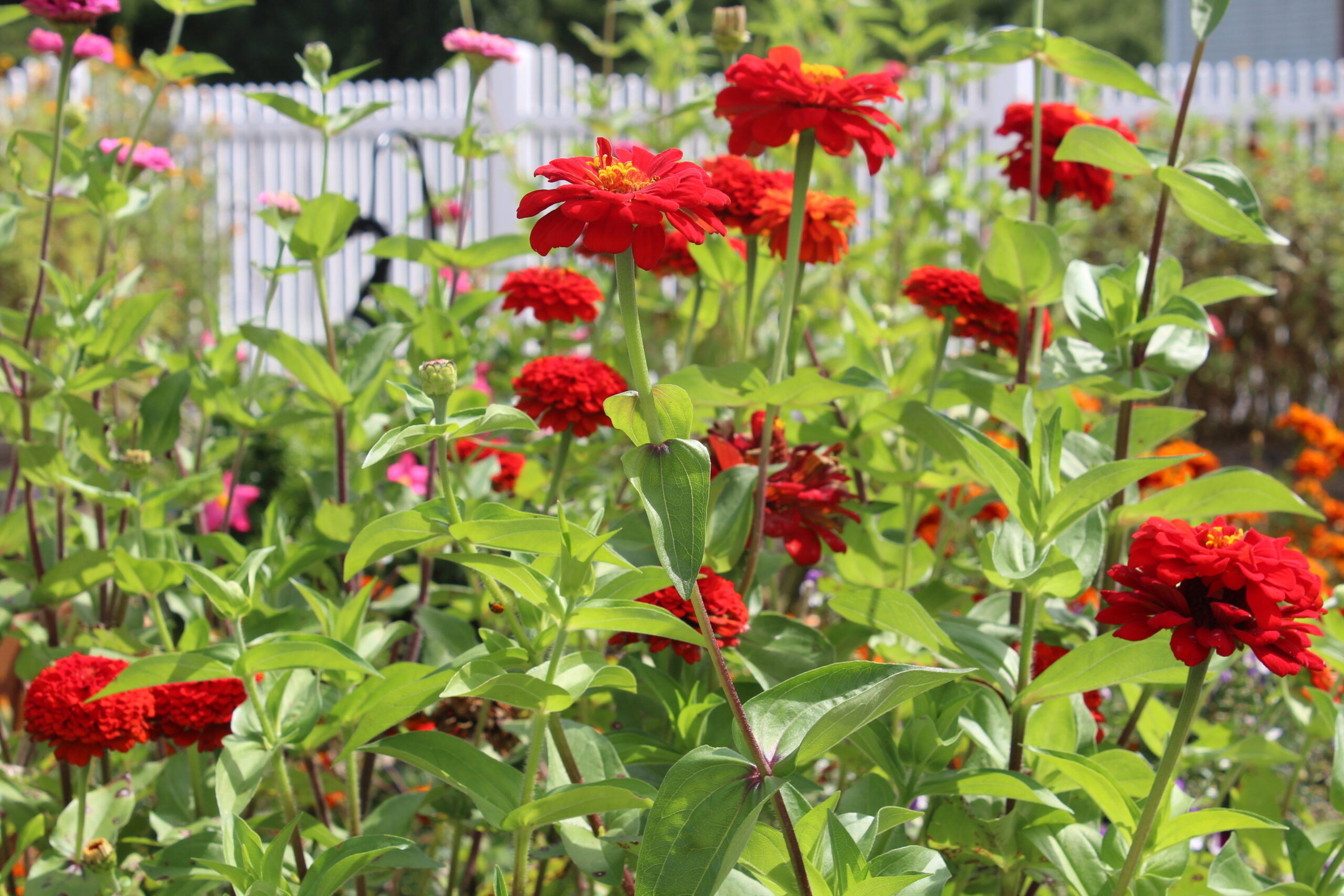 United Church Homes in Summer Flowers